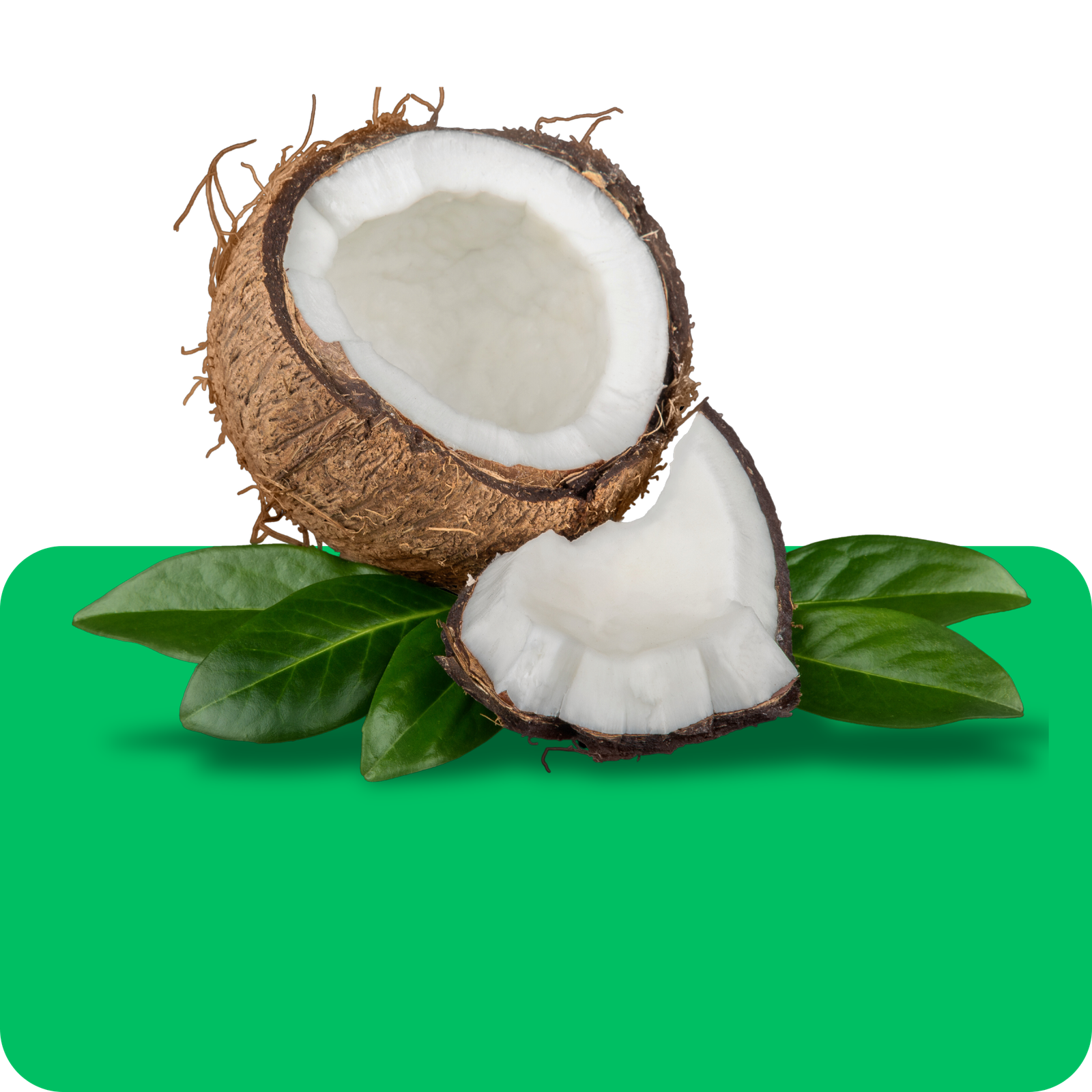 Coconut 