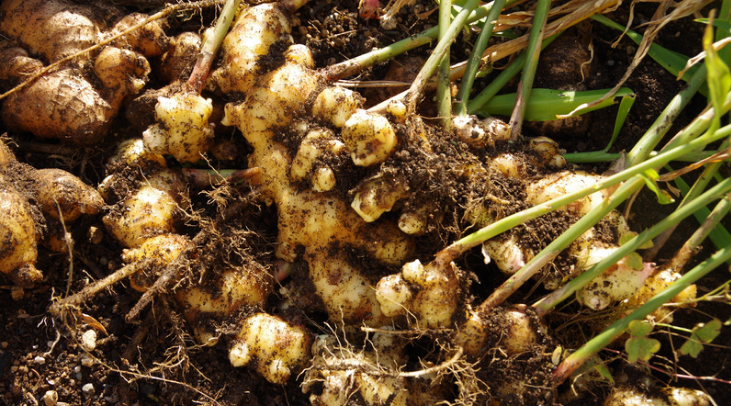 Assam’s Role in Supplying High-Quality Ginger for Export