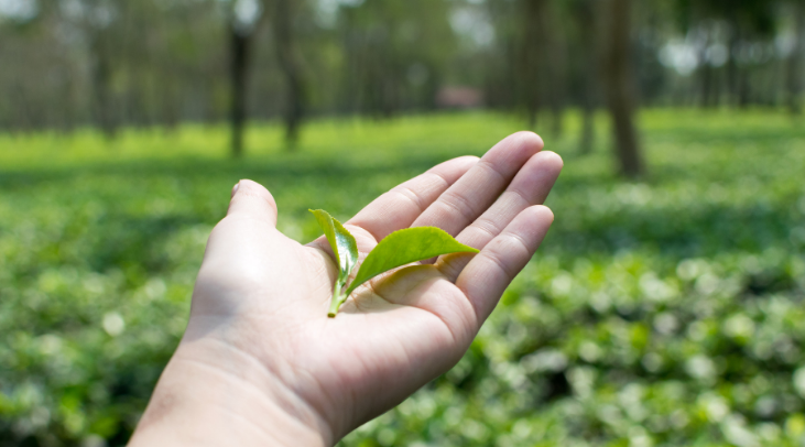 From Assam to the Global Stage: Distinctive Spices and Agricultural Exports