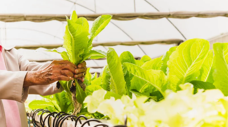 The Environmental Advantages of Hydroponic Farming for Exported Products