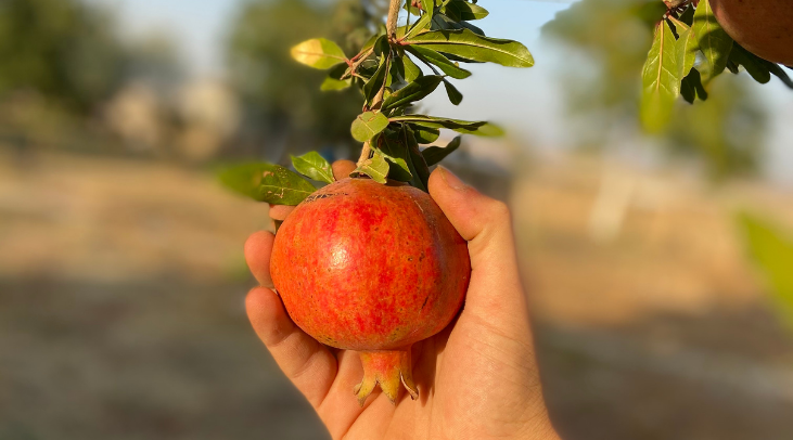 Innovative Techniques in Pomegranate Harvesting for Export Markets